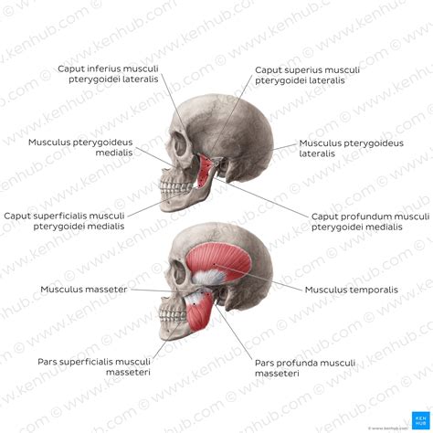 Kaumuskulatur Anatomie Funktion Kenhub