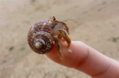 11 Hermit Crab Fun Facts Facts Net