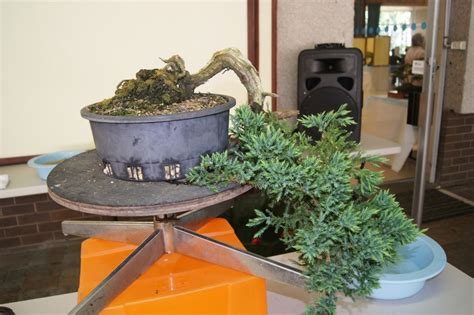 Cascade Juniper A Bonsai Journey