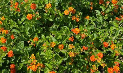 5 Reasons To Grow Texas Lantana Lantana Urticoides Native Backyards