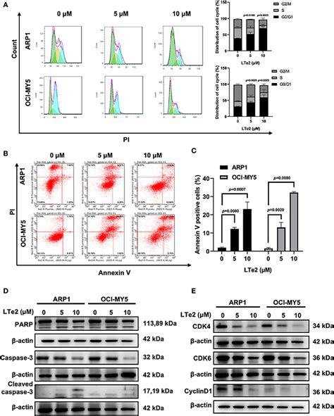 Figure 3 From LTe2 Induces Cell Apoptosis In Multiple Myeloma By