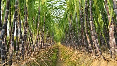 Third Survey Of The Sugarcane Harvest Continues Until The Th