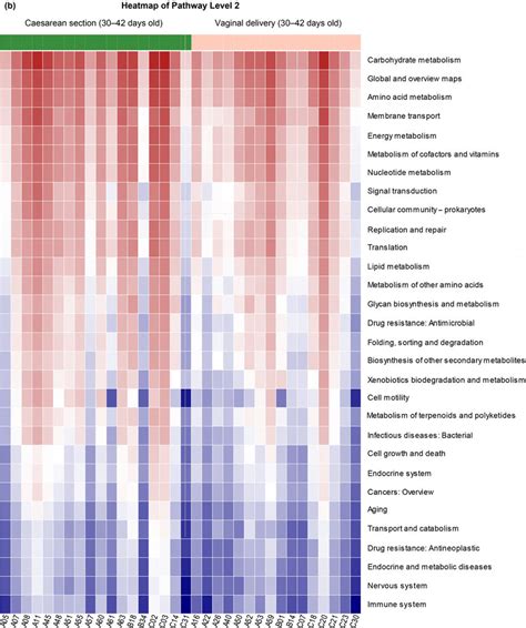 Predicted Function Heatmap Of Kegg Pathway Level B Heatmap