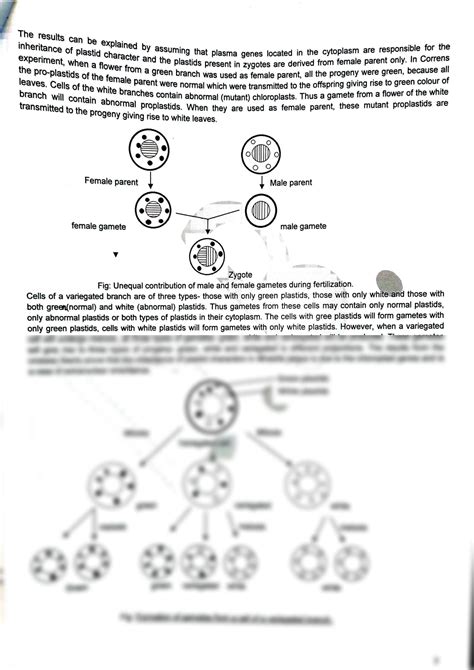 Solution Cytoplasmic Inheritance Studypool