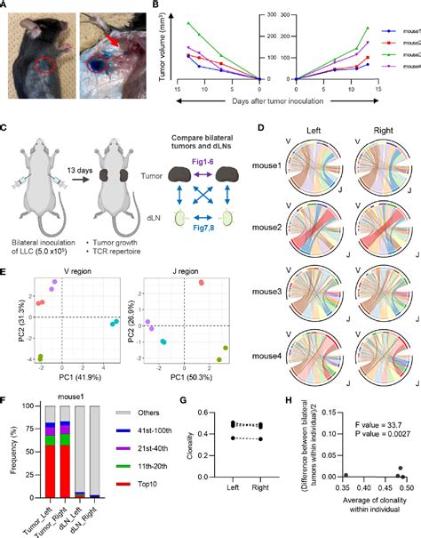 Frontiers Proportional Tumor Infiltration Of T Cells Via Circulation