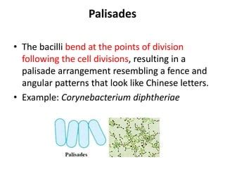 Palisades Bacteria