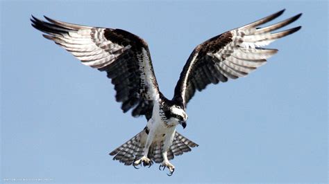 Osprey Sea Hawk Bird Flying Big Wings Claws Hd Widescreen Wallpaper