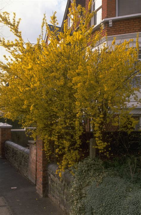 cut back forsythia 3