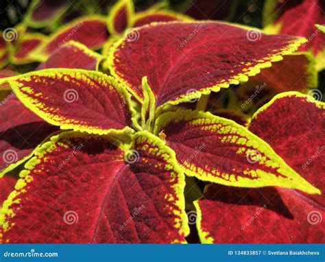 Macro Photo With Decorative Background Of Beautiful Bright Red Velvet