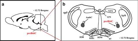 A schematic representation of the rat brain shows the pre-Bötzinger ...