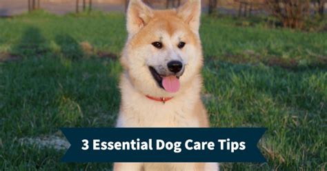 3 Essential Dog Care Tips - Fun City Dogs