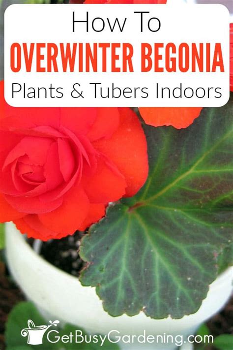 How To Overwinter Begonias Indoors 3 Easy Ways Get Busy Gardening