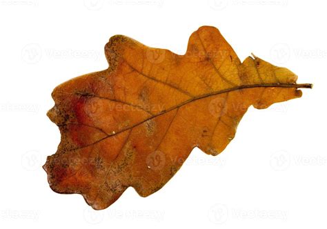 isolated oak leaf 9445646 Stock Photo at Vecteezy