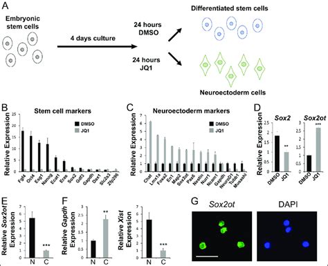 Sox2ot Is Localized To The Nucleus In Neuroectodermal Cells And Neural