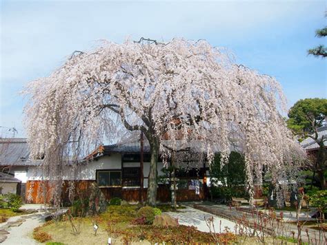 Honmanji Temple Kamigyo Ku Kyoto Japan Jun Skywalker