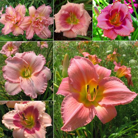 Pretty In Pink Collection Oakes Daylilies