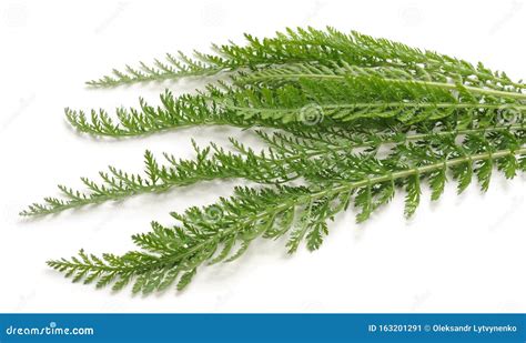 Green Leaves Of Yarrow Stock Image Image Of Plant Milfoil 163201291