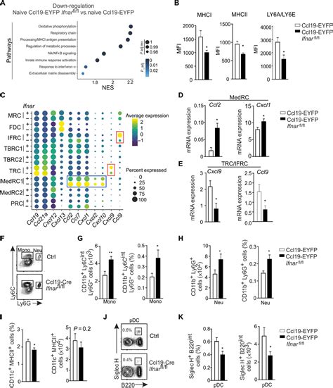 Type I Interferon Signaling In Fibroblastic Reticular Cells Prevents