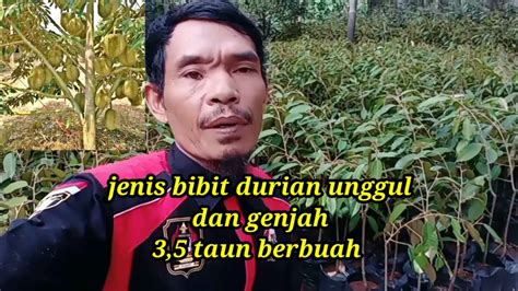 Jual Bibit Durian Bawor Musangking Oche Lokasi Lampung Barat Youtube