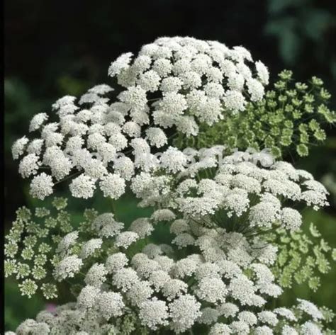 400 Bishops Flower Ammi Majus False Queen Annes Lace Seeds In Bonsai