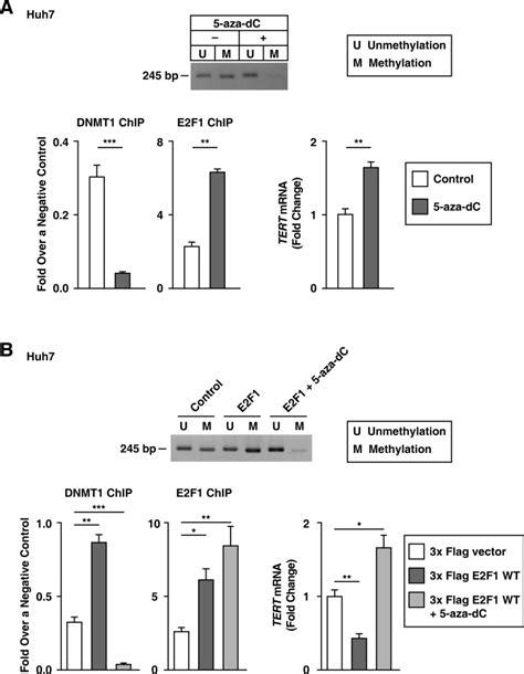 The Tert Promoter Snp Rs2853669 Decreases E2f1 Transcription Factor