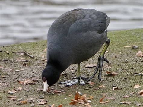 American Coot I Love Their Lobed Feet Laura Dillaway Flickr