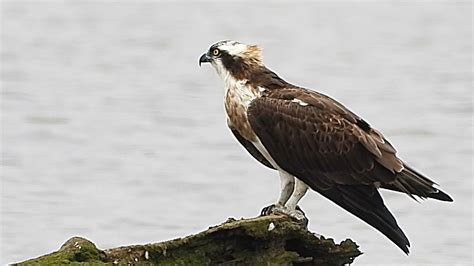 Águila pescadora comiendo Vuelta Ostrera YouTube