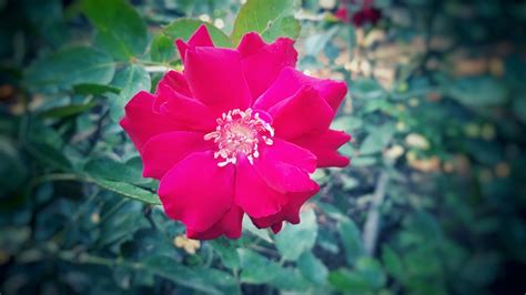 flower rose miniature  photo  pixabay pixabay