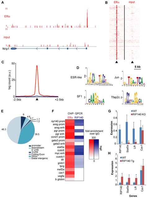 The Transcriptional Co Factor Rip Regulates Mammary Gland