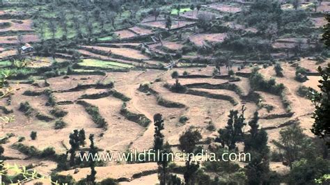 Terrace Farming On The Mountain Slopes Of Uttarakhand Youtube