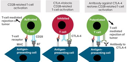 Guidelines For The Evaluation Of Immune Therapy Activity