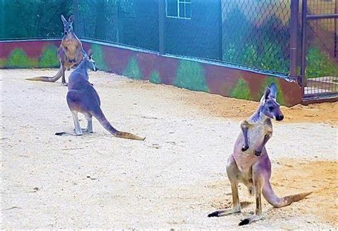 Kangaroos Arrive At The Emperor Valley Zoo Local News