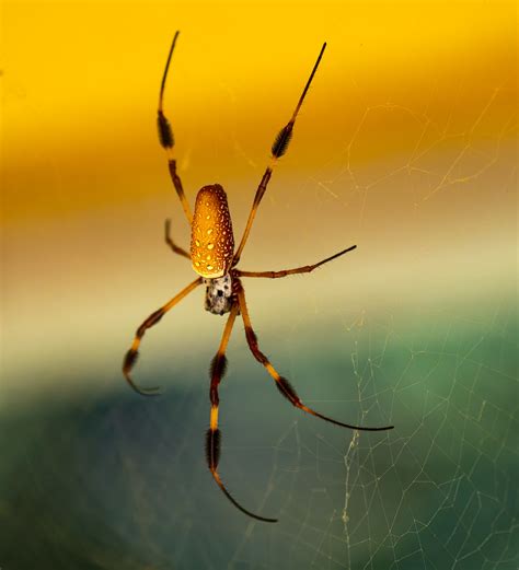 Golden Silk Spider Photo Taken In St Augustine Fl It To Flickr