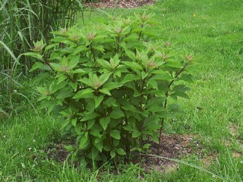 Plantfiles Pictures Sweet Joe Pye Weed Eupatorium Purpureum By