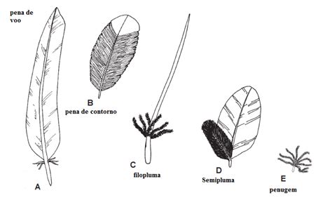 Plumas E Penas Diferença - Voluntários na Madeira: O estudo das penas para identificar espécies (I)