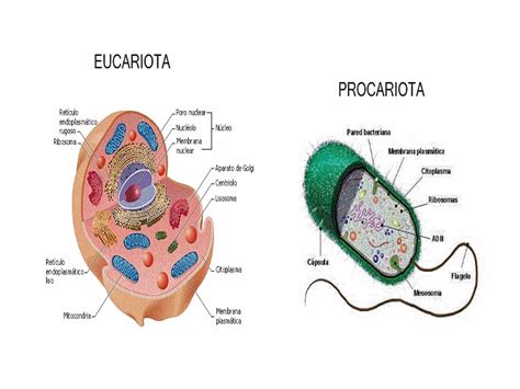 Juegos De Celulas Procariotas Y Eucariotas SEONegativo