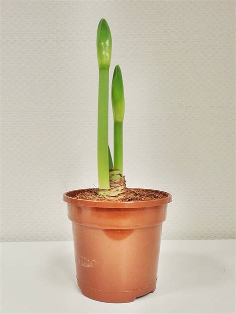 Amaryllis Verbl Ht Pflege Nach Der Bl Te Ihan Gusta