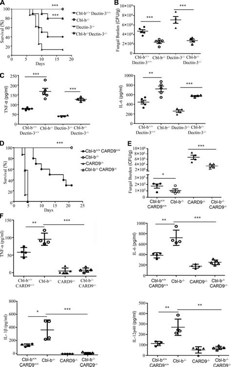 Syk Is Required For Cbl B Mediated Ubiquitination And Degradation Of Download Scientific