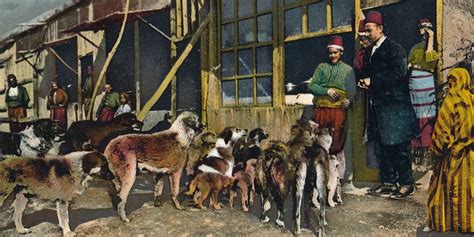 İstanbul un Sokak Köpeklerinin Tarihi