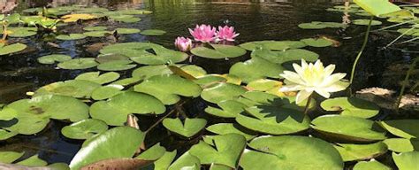 Water Lilies Lots To Know Colorado Pond Pros