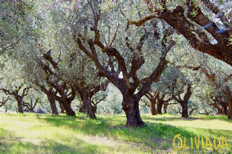 Koroneiki Olive Tree Everything You Need To Know Oliviada