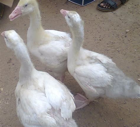 Duck Breeding & Marketing - Agriculture - Nigeria