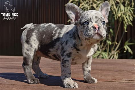 Merle French Bulldog For Sale Tomkings Kennel