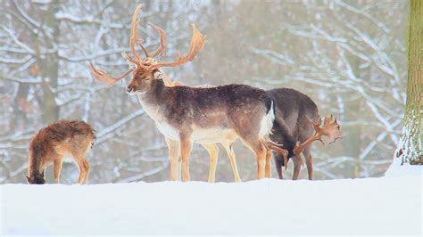 Fallow Deer 1276249 Stock Video at Vecteezy