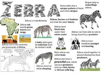 zebra information report visual facts  zebras  kids zebra
