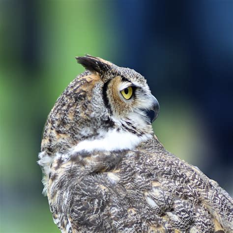 Great Horned Owl Owl Bird Raptor Feathers Free Image From