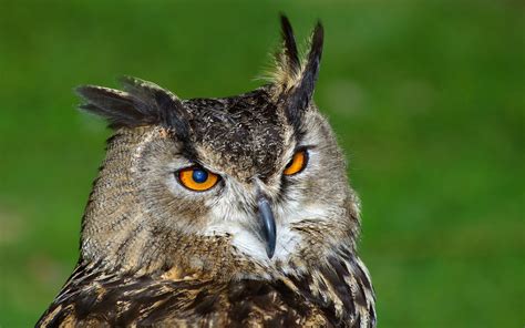 K Athene Cunicularia Birds Owls Head Glance Hd Wallpaper Rare