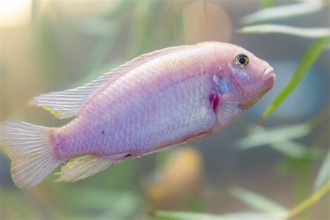 African Cichlids - Fresno Chaffee Zoo