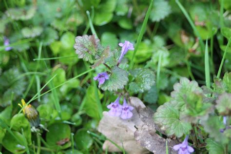 Gundermann Artengruppe Glechoma Hederacea Agg 1 Flickr