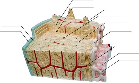 Bone Cell Structure Diagram